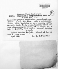 Strumella coryneoidea image